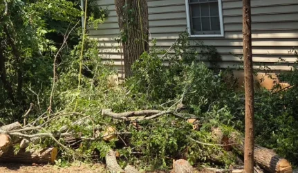 emergency tree removal catawba sc