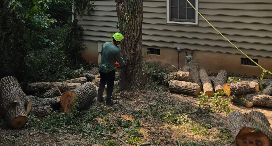 tree removal work catawba sc tree removal work catawba sc